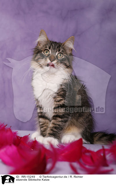 sitzende Sibirische Katze / sitting Siberian Cat / RR-15249