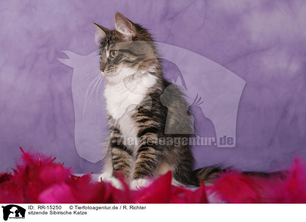 sitzende Sibirische Katze / sitting Siberian Cat / RR-15250