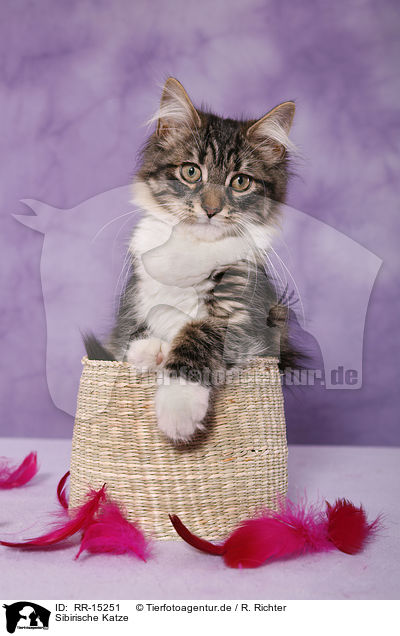 Sibirische Katze / Siberian Cat / RR-15251