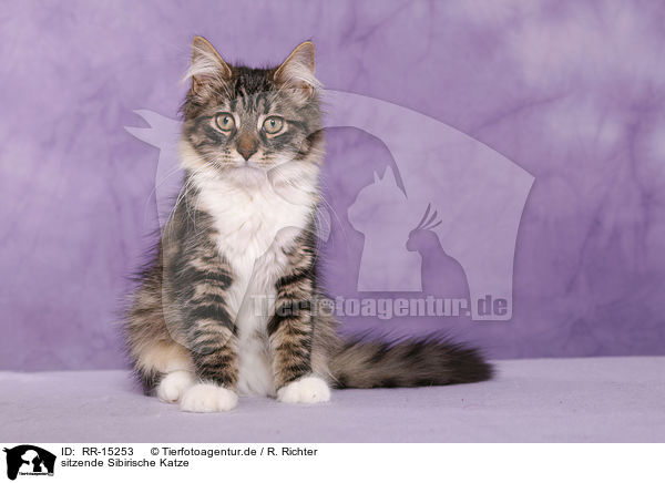 sitzende Sibirische Katze / sitting Siberian Cat / RR-15253