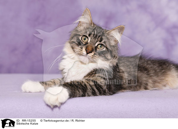 Sibirische Katze / Siberian Cat / RR-15255