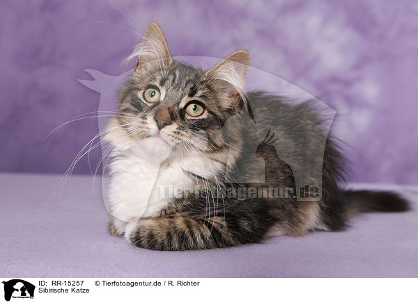 Sibirische Katze / Siberian Cat / RR-15257