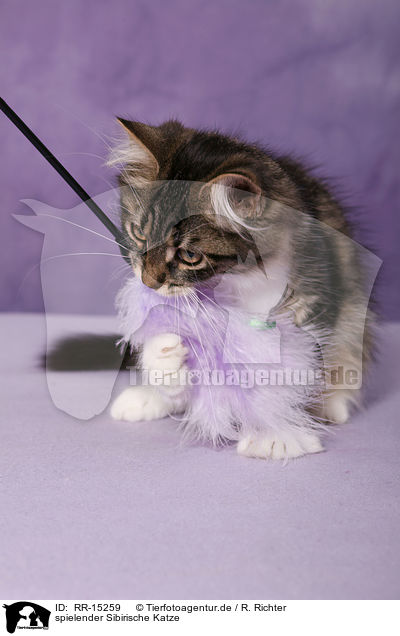 spielender Sibirische Katze / RR-15259