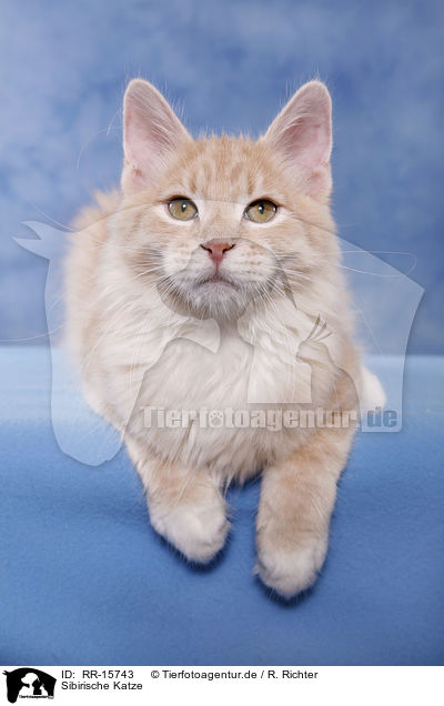 Sibirische Katze / Siberian Forest Cat / RR-15743