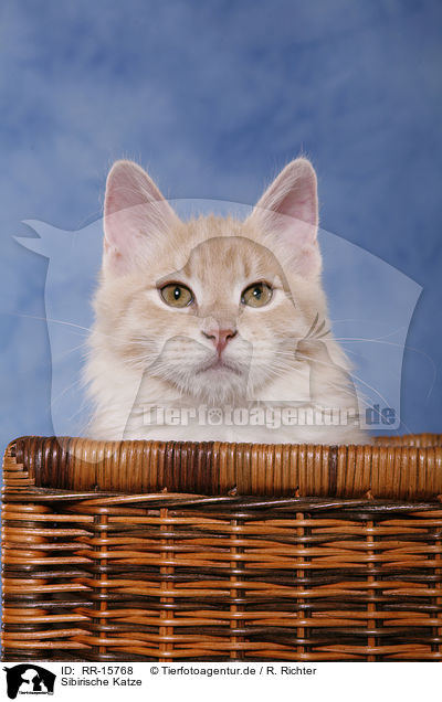 Sibirische Katze / Siberian Forest Cat / RR-15768