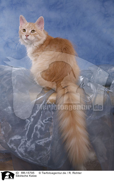 Sibirische Katze / Siberian Forest Cat / RR-15795