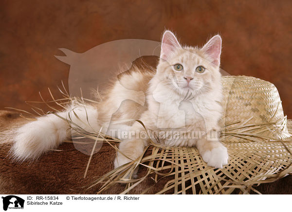 Sibirische Katze / Siberian Forest Cat / RR-15834