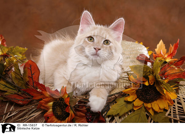 Sibirische Katze / Siberian Forest Cat / RR-15837