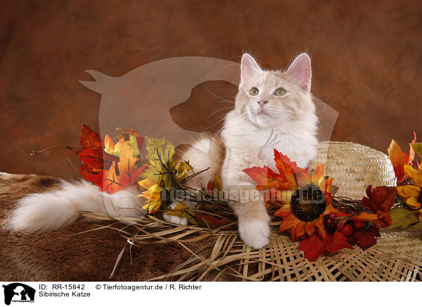 Sibirische Katze / Siberian Forest Cat / RR-15842