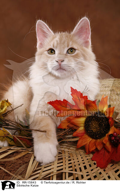 Sibirische Katze / Siberian Forest Cat / RR-15843