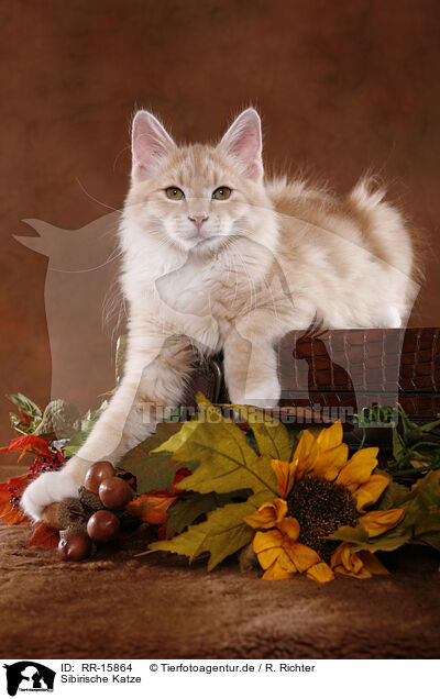 Sibirische Katze / Siberian Forest Cat / RR-15864
