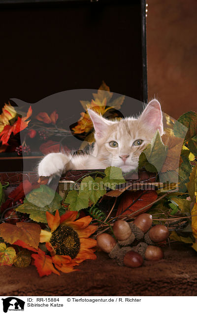 Sibirische Katze / Siberian Forest Cat / RR-15884