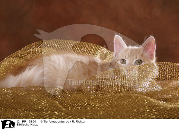 Sibirische Katze / Siberian Forest Cat / RR-15894