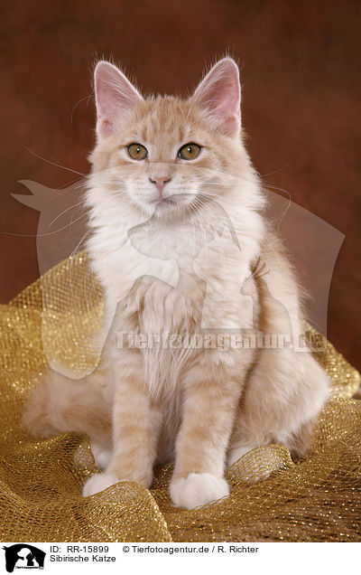 Sibirische Katze / Siberian Forest Cat / RR-15899