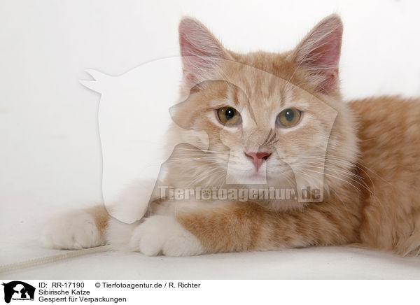 Sibirische Katze / RR-17190