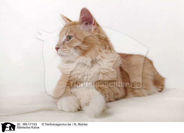 Sibirische Katze / RR-17193