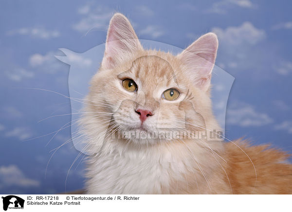 Sibirische Katze Portrait / RR-17218