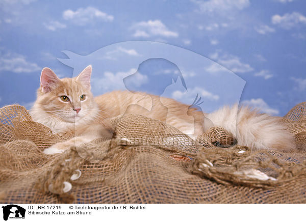 Sibirische Katze am Strand / Siberian Forest cat on beach / RR-17219