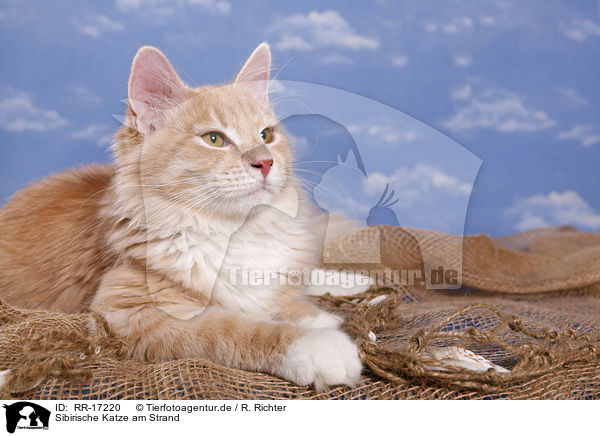 Sibirische Katze am Strand / RR-17220