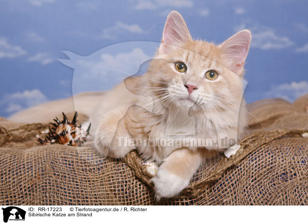 Sibirische Katze am Strand / Siberian Forest cat on beach / RR-17223