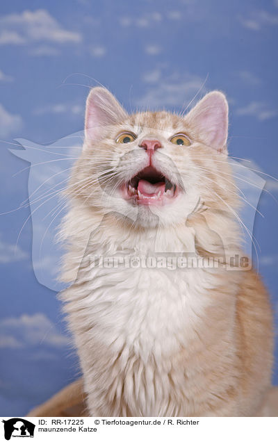 maunzende Katze / RR-17225