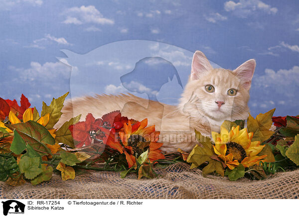 Sibirische Katze / RR-17254