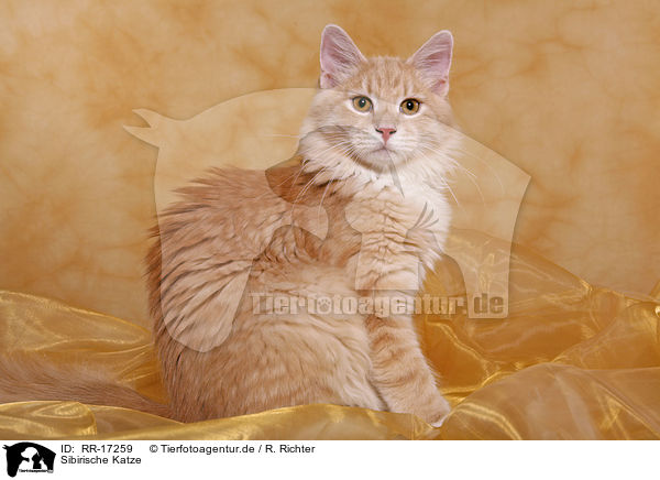 Sibirische Katze / Siberian Forest Cat / RR-17259
