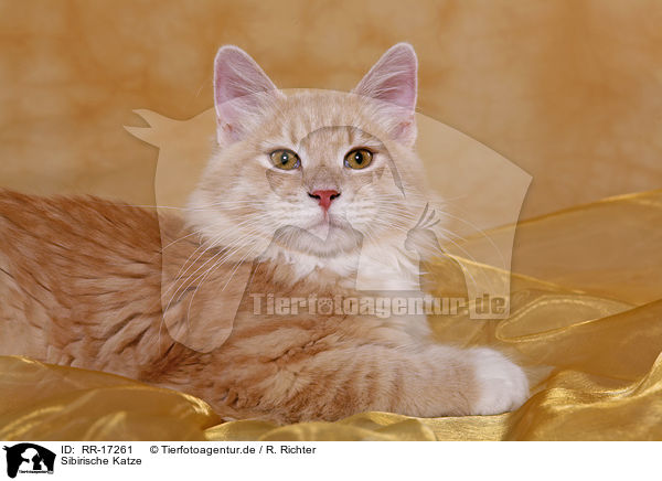 Sibirische Katze / Siberian Forest Cat / RR-17261