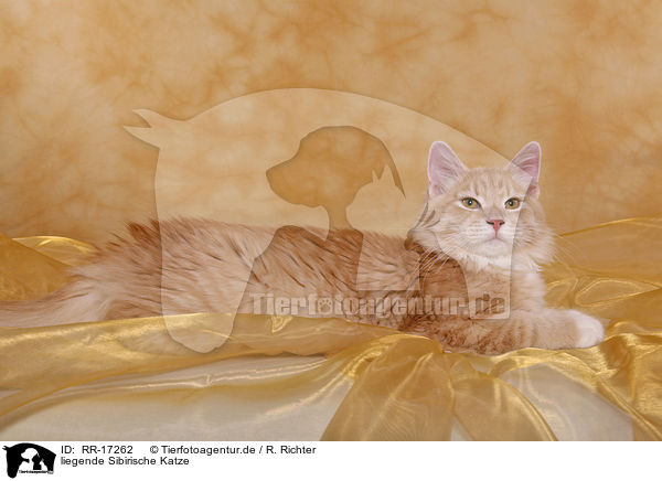 liegende Sibirische Katze / lying Siberian Forest Cat / RR-17262