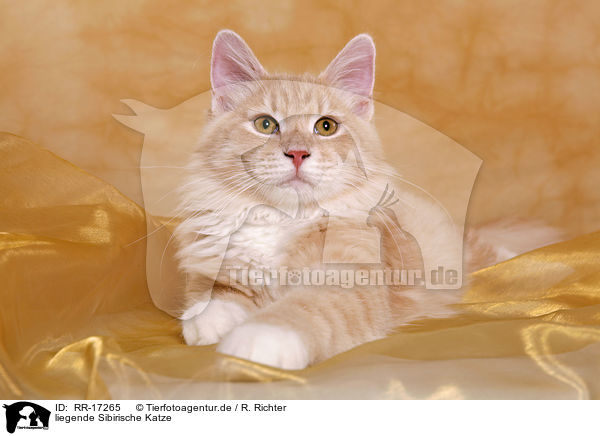 liegende Sibirische Katze / lying Siberian Forest Cat / RR-17265