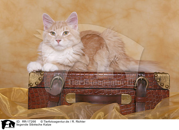 liegende Sibirische Katze / lying Siberian Forest Cat / RR-17266