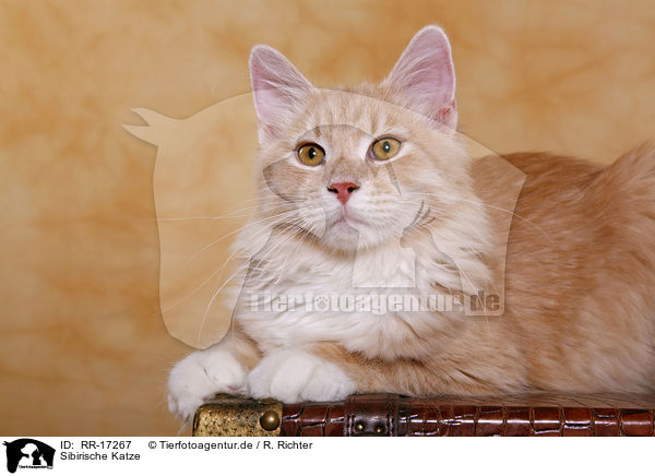 Sibirische Katze / Siberian Forest Cat / RR-17267