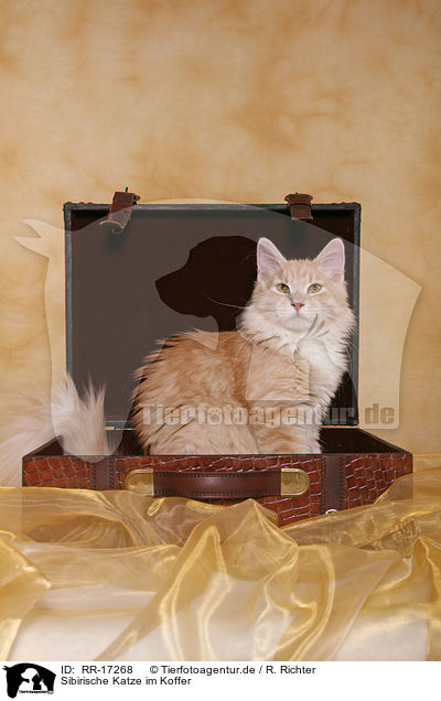 Sibirische Katze im Koffer / Siberian Forest Cat / RR-17268