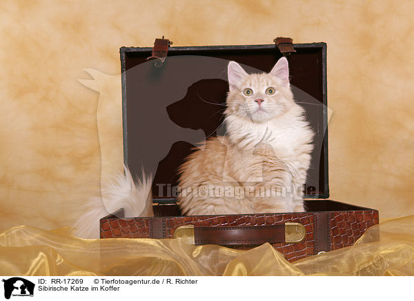 Sibirische Katze im Koffer / Siberian Forest Cat / RR-17269