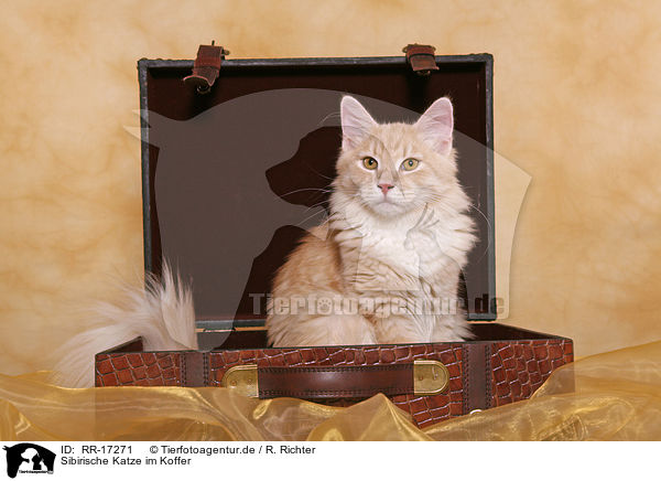 Sibirische Katze im Koffer / Siberian Forest Cat / RR-17271