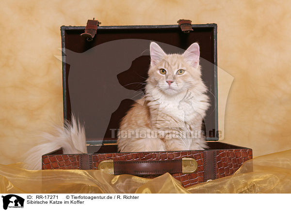Sibirische Katze im Koffer / RR-17271