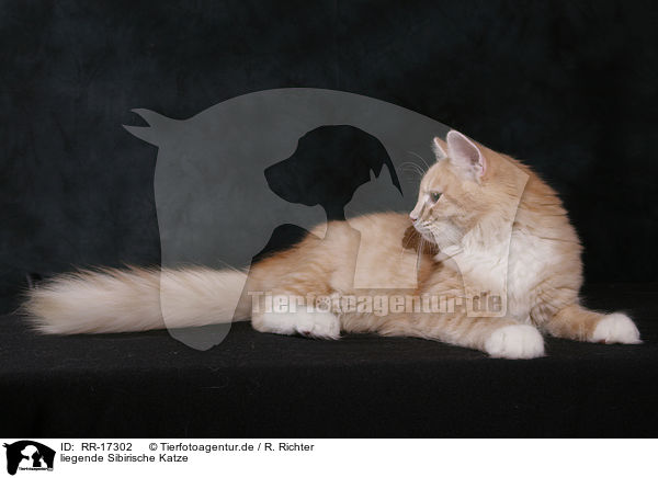 liegende Sibirische Katze / RR-17302