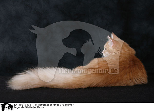 liegende Sibirische Katze / lying Siberian Forest Cat / RR-17303