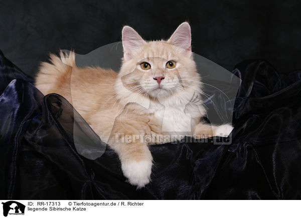 liegende Sibirische Katze / lying Siberian Forest Cat / RR-17313
