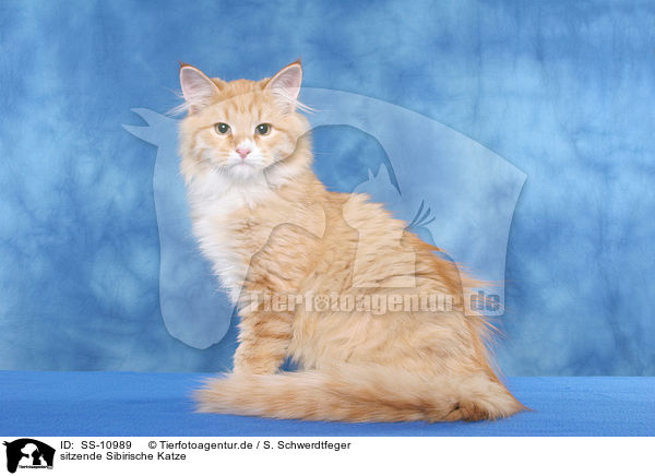 sitzende Sibirische Katze / sitting Siberian Forest Cat / SS-10989