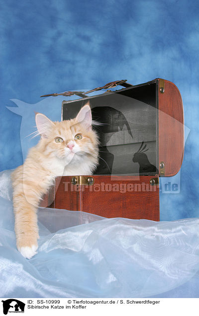 Sibirische Katze im Koffer / SS-10999