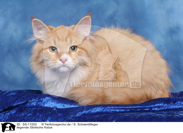 liegende Sibirische Katze / lying Siberian Forest Cat / SS-11002