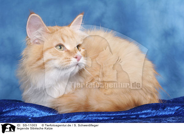 liegende Sibirische Katze / lying Siberian Forest Cat / SS-11003