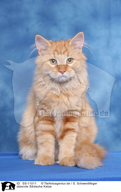 sitzende Sibirische Katze / SS-11011