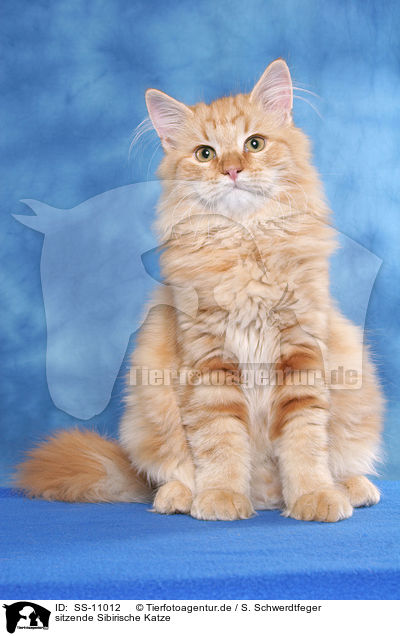sitzende Sibirische Katze / SS-11012
