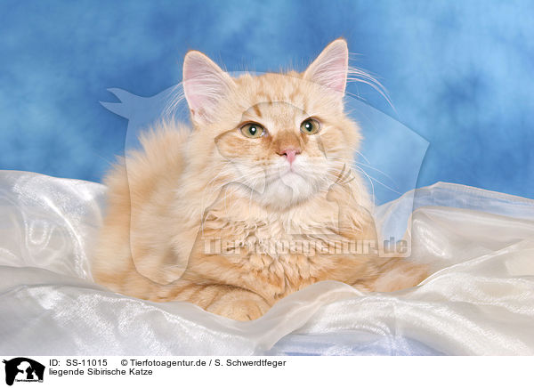 liegende Sibirische Katze / SS-11015