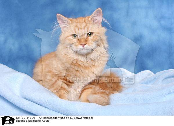 sitzende Sibirische Katze / SS-11020