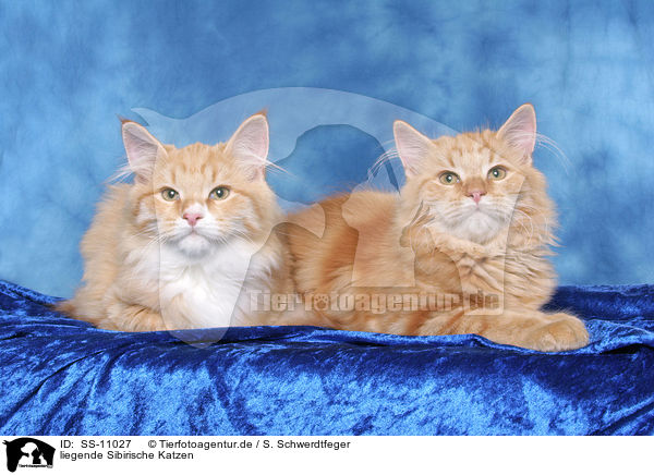 liegende Sibirische Katzen / lying Siberian Forest Cats / SS-11027