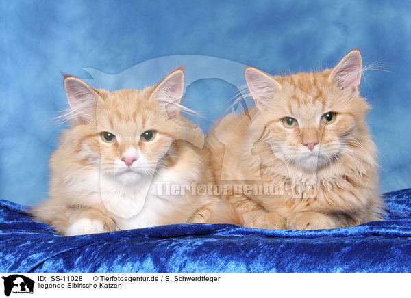 liegende Sibirische Katzen / lying Siberian Forest Cats / SS-11028