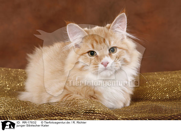 junger Sibirischer Kater / young Siberian Forest Cat / RR-17632